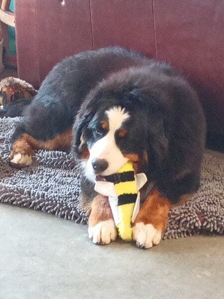 A Bernese Mountain Dog chewing on a plush toy.