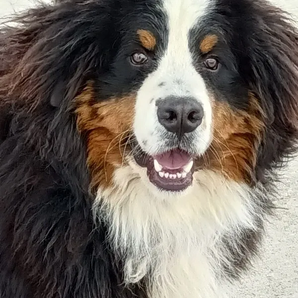 A close up of a dog 's face with its mouth open.