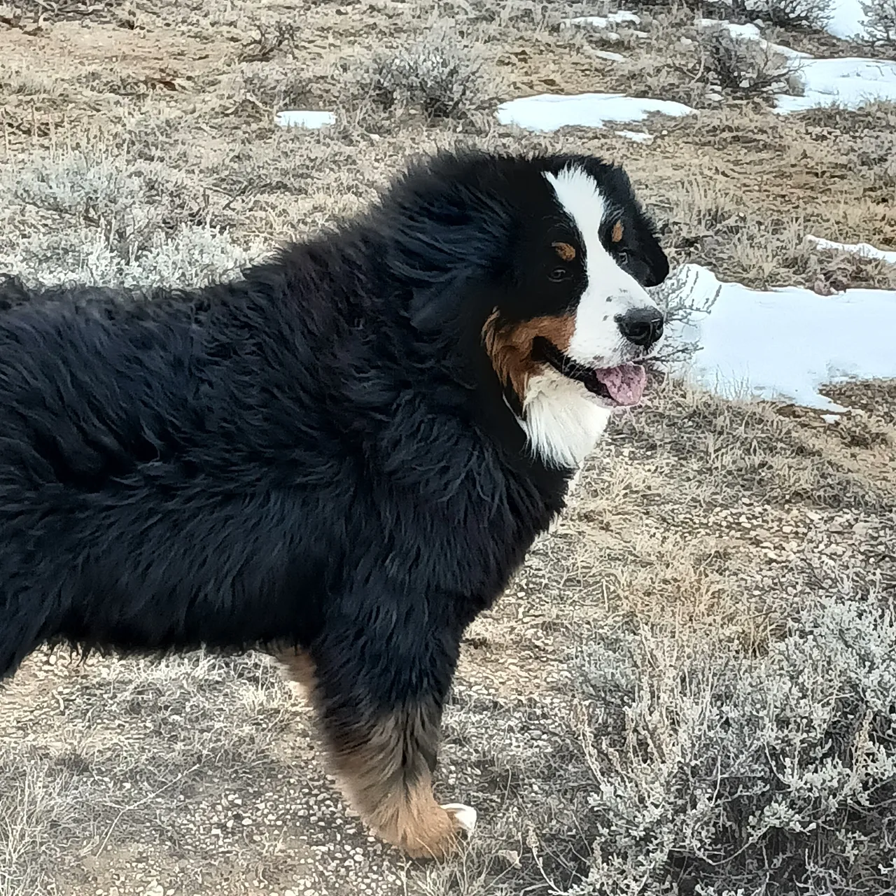 A dog is walking in the grass near some water.