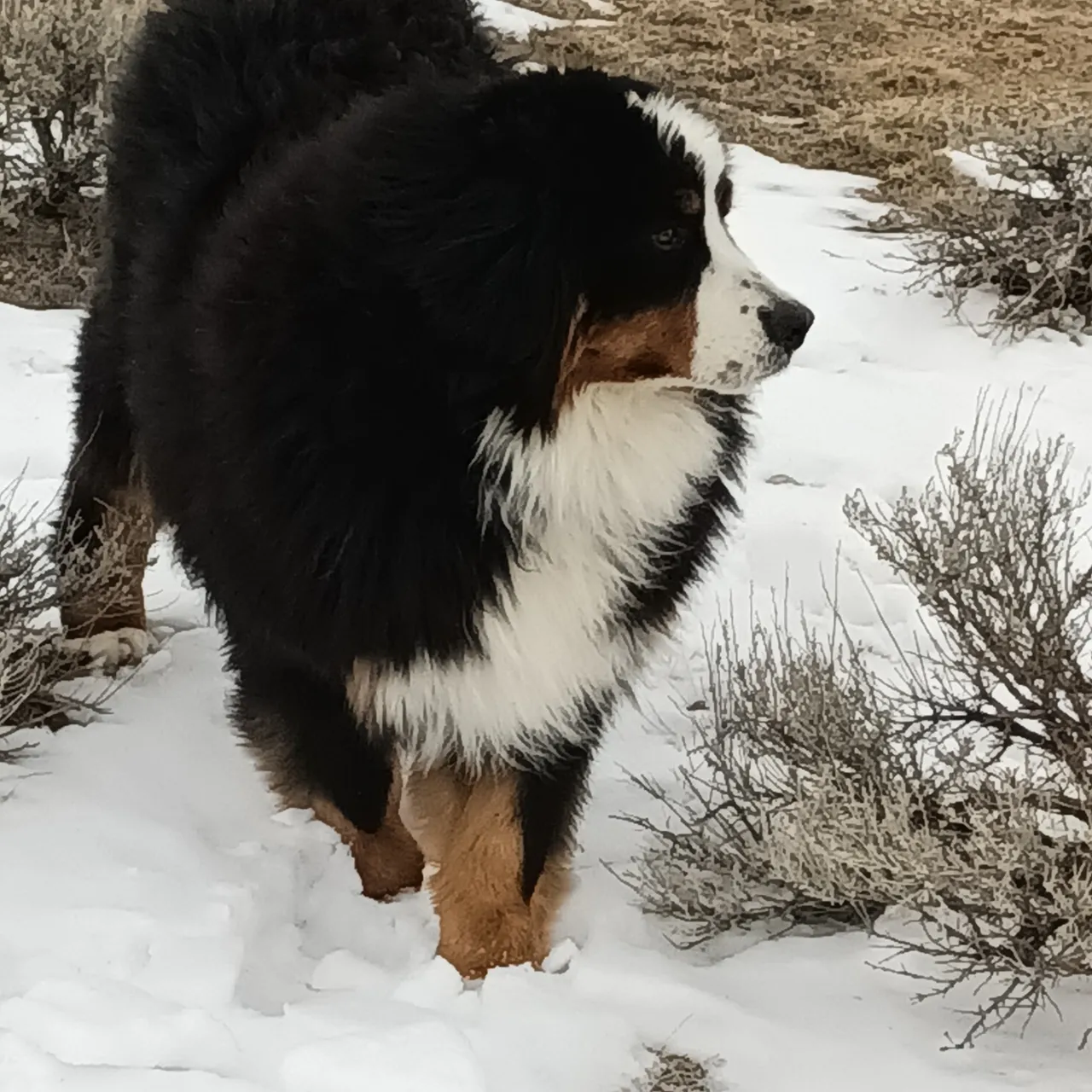 A dog is walking through the snow in the field.