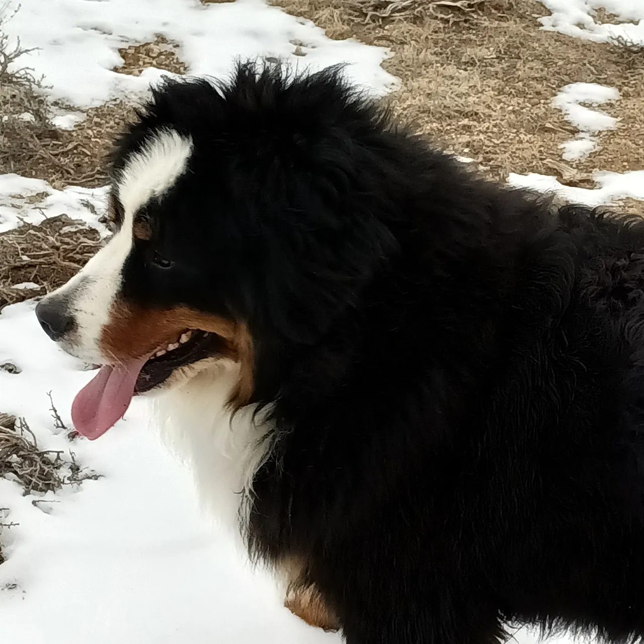 A black and white dog is standing in the snow.