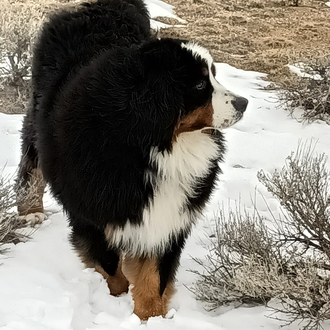 A dog walking in the snow near some bushes.