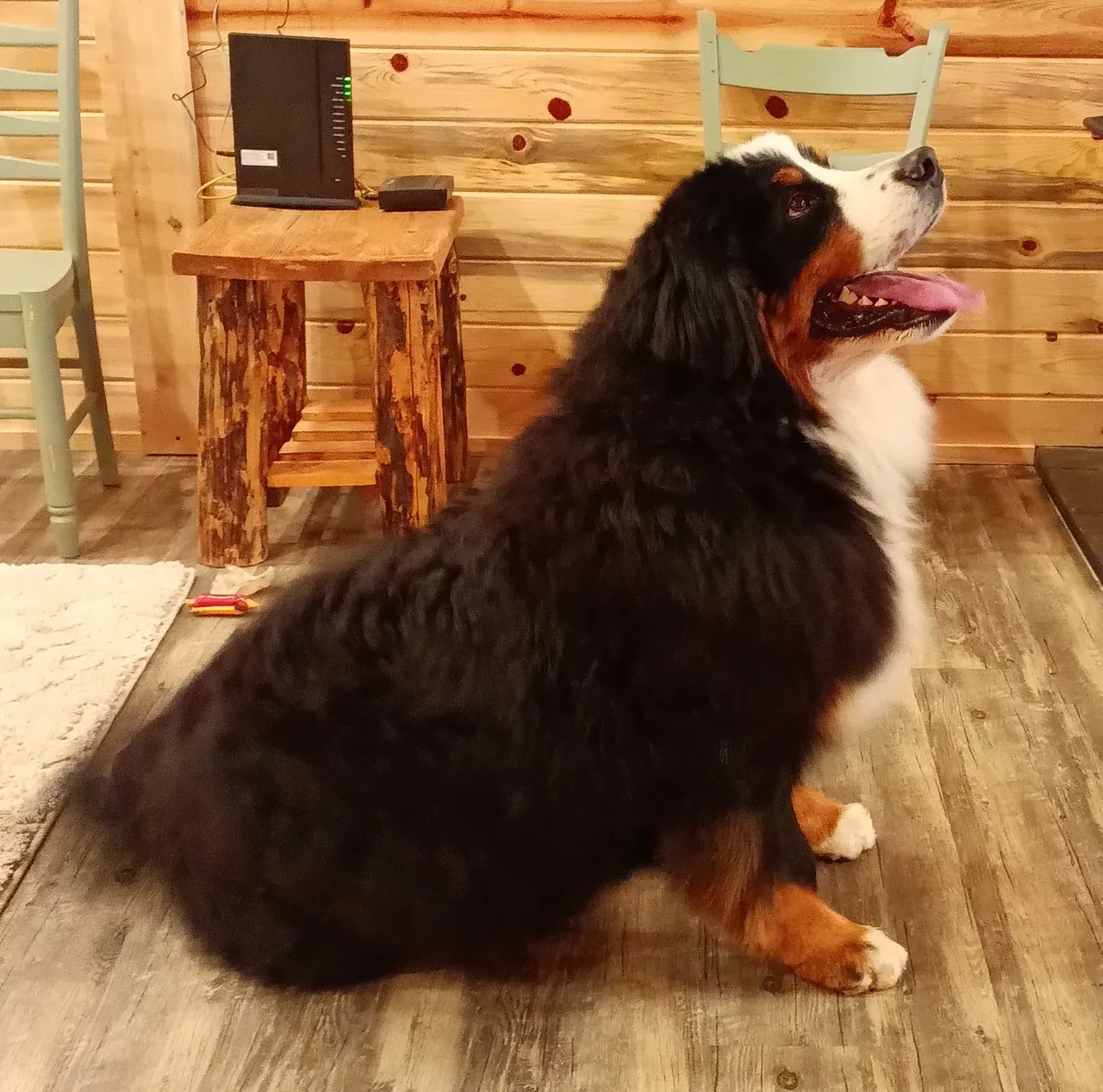 A dog sitting on the floor of a room.