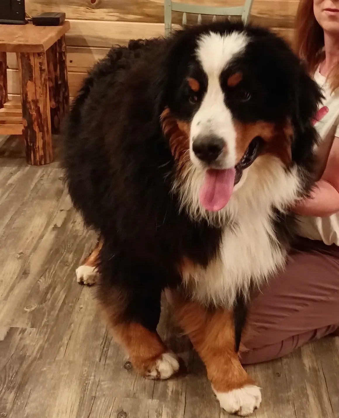 A dog sitting on the floor of a room.