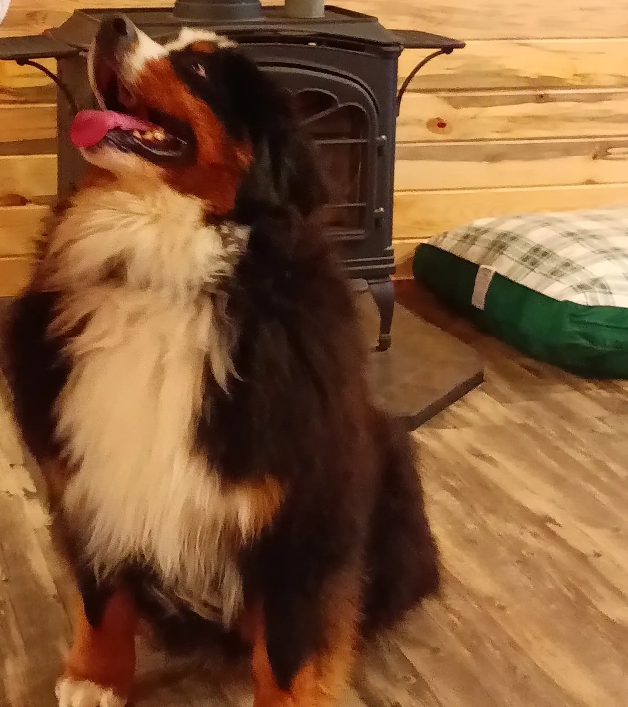 A dog standing on the floor in front of a fireplace.