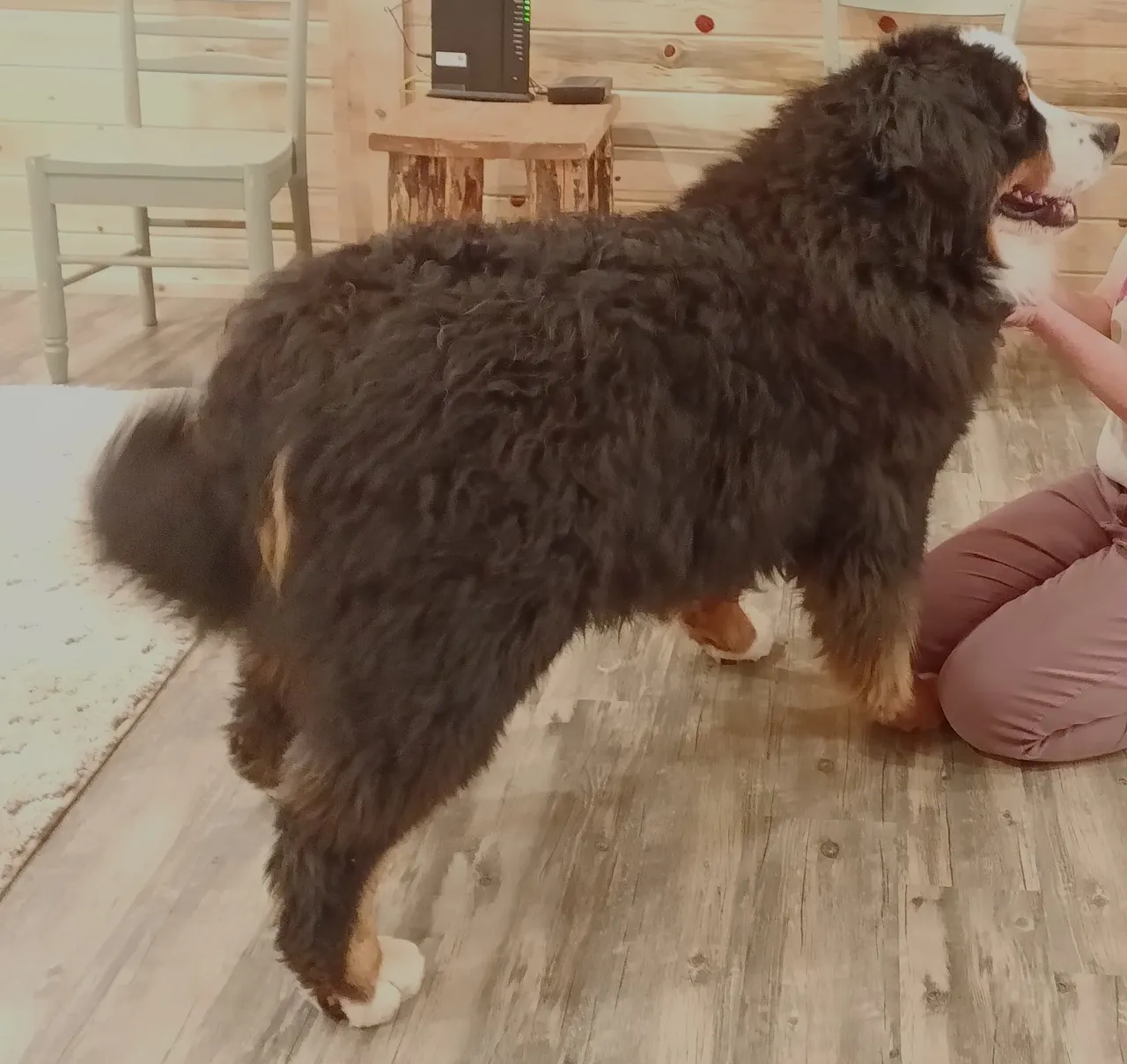 A dog standing on the floor next to a person.