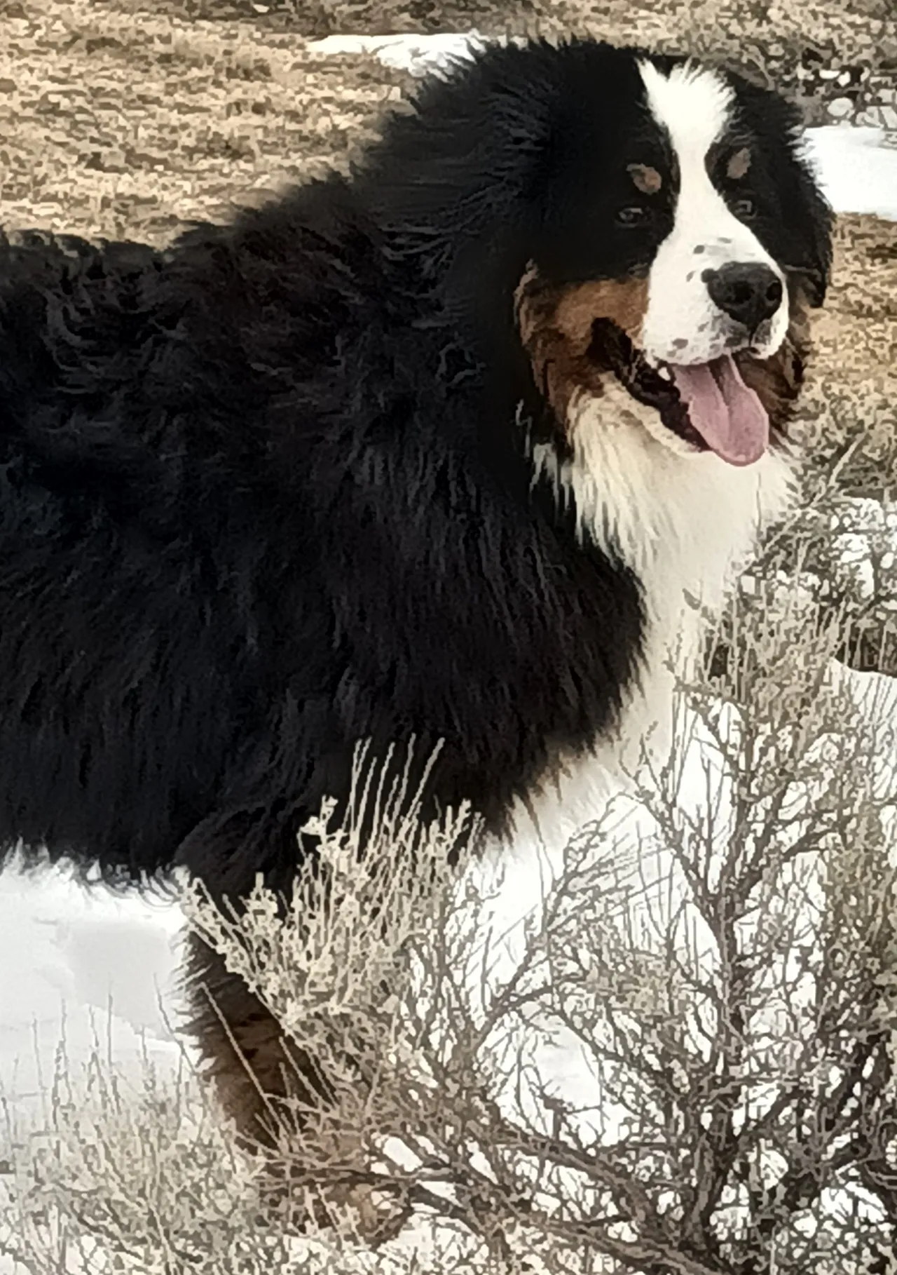 A black and white dog standing in the snow.