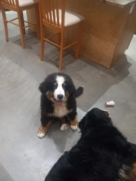 A dog is sitting on the floor next to another dog.