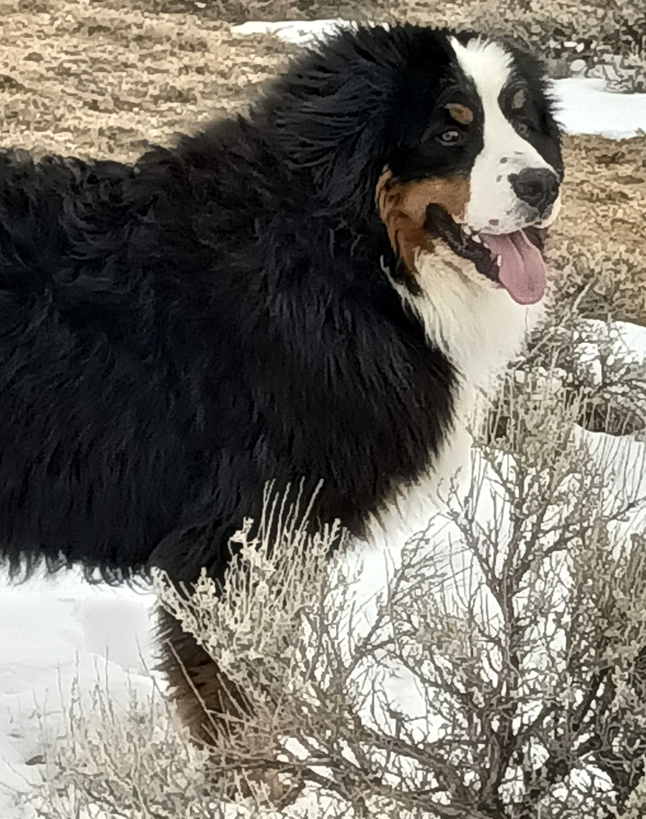 A dog standing in the snow near some bushes.