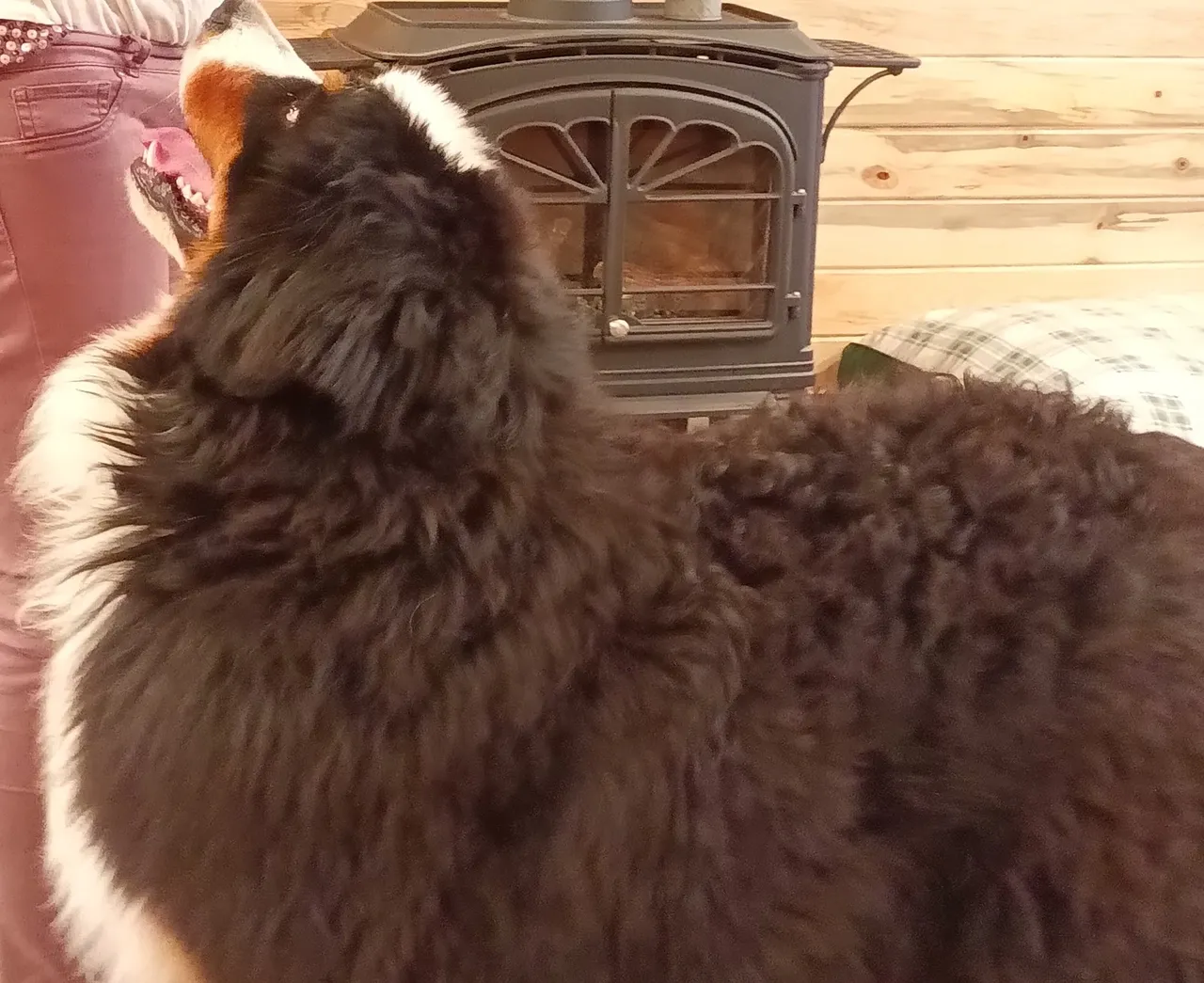 A cat standing next to a bird feeder.