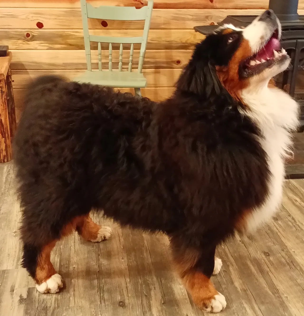 A dog standing on top of a wooden floor.