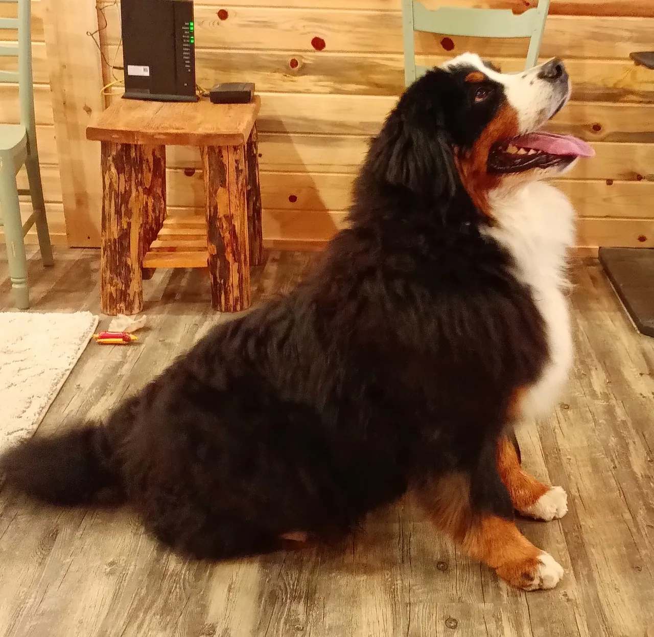 A dog sitting on the floor of a room.