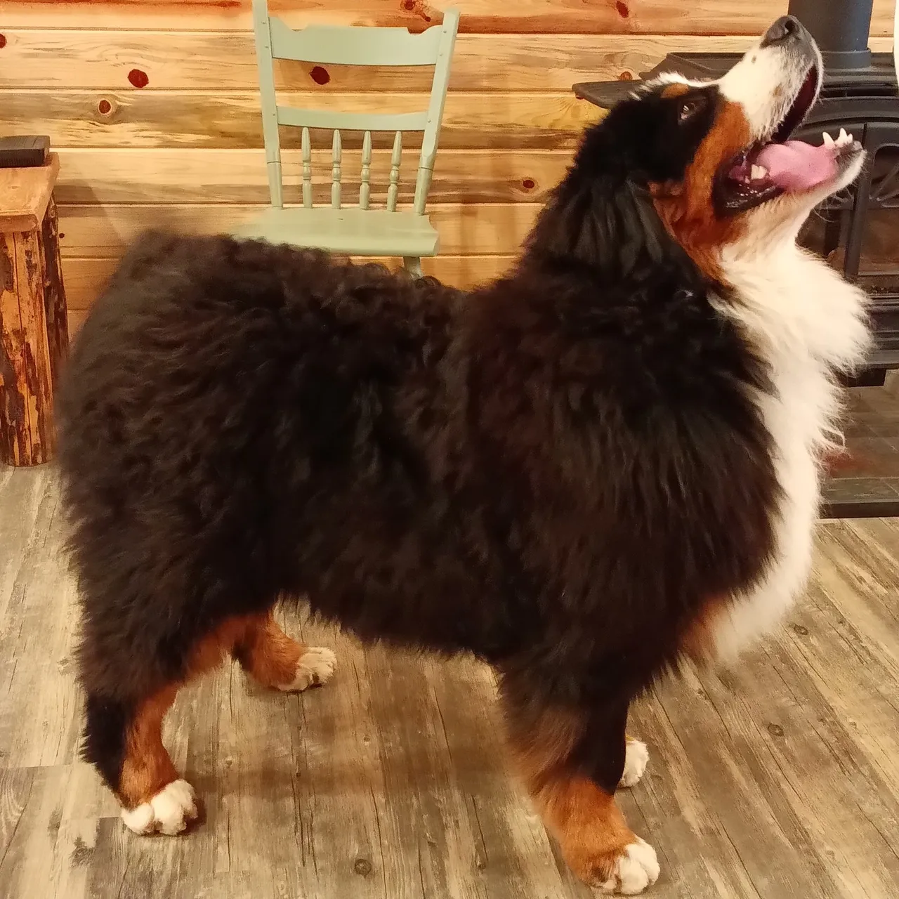 A dog standing on top of a wooden floor.