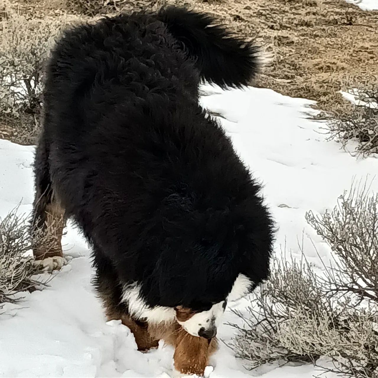 A dog is standing in the snow sniffing some bushes.