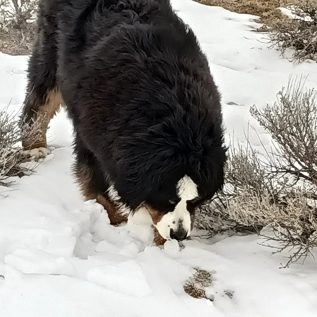 A dog is walking through the snow in the wild.