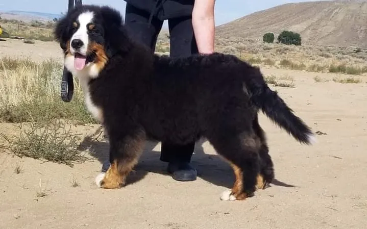 A dog standing on top of a sandy beach.