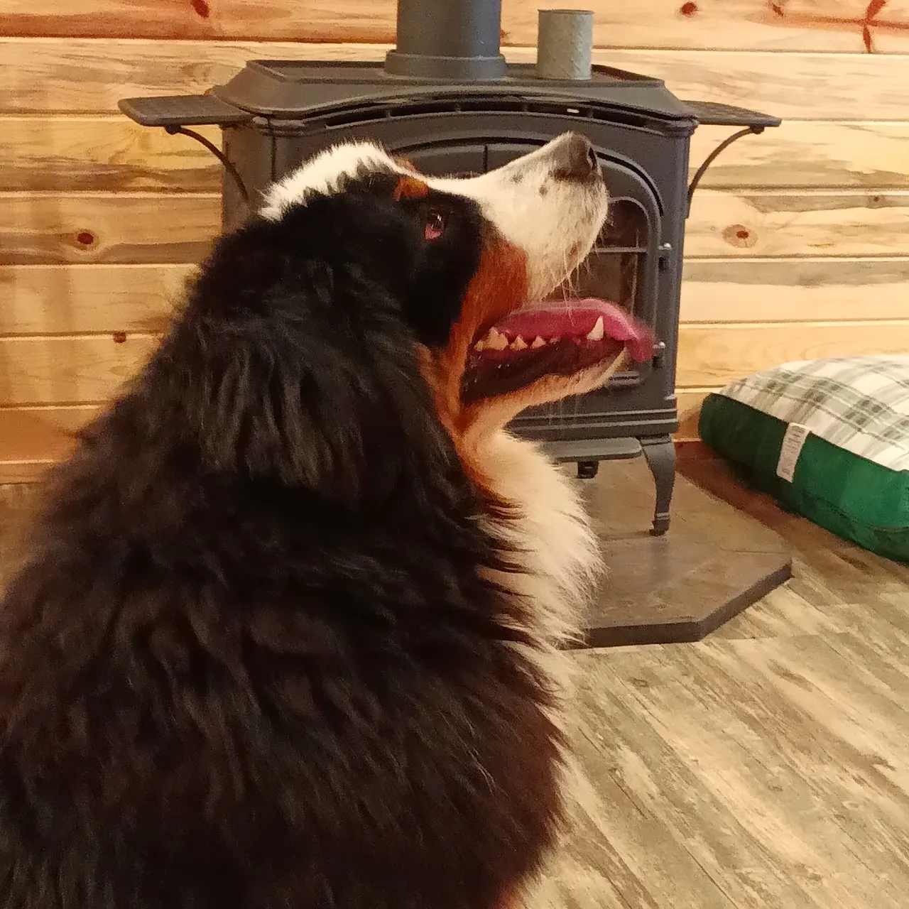 A dog sitting in front of an old fashioned stove.