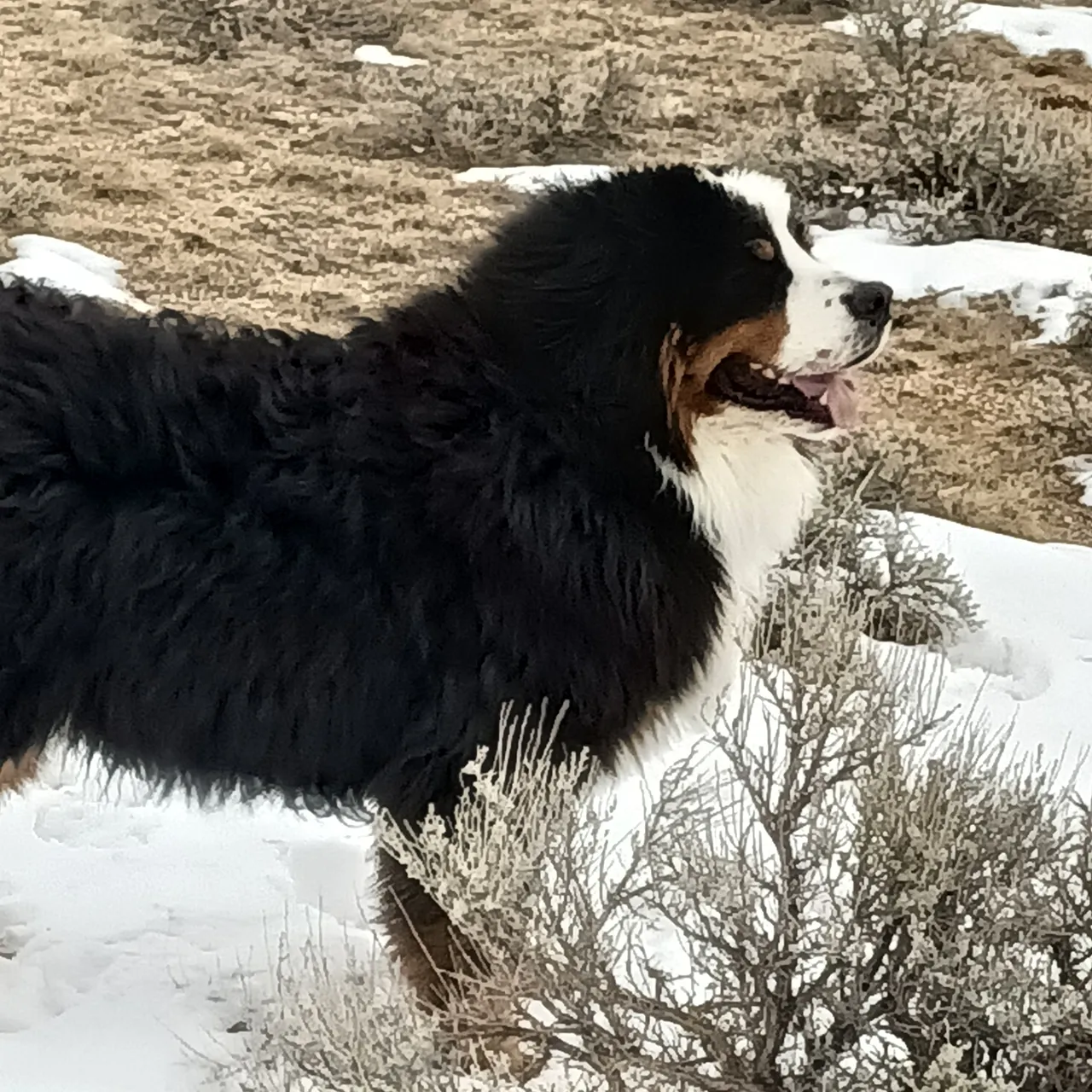 A dog is running through the snow