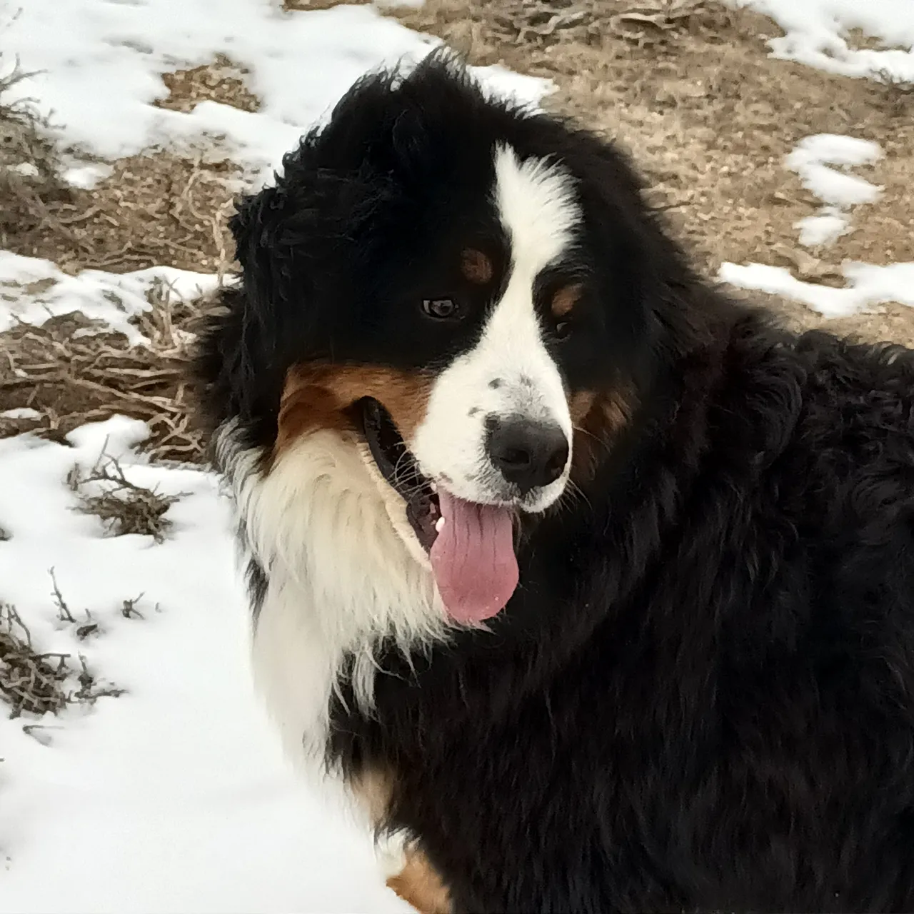 A black and white dog is sitting in the snow.