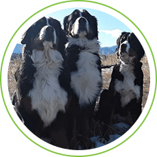 Three dogs standing in a circle on top of grass.