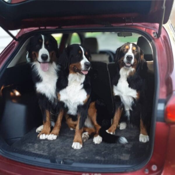 Three dogs sitting in the back of a car.