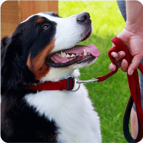 A dog is being held by someone with a leash.