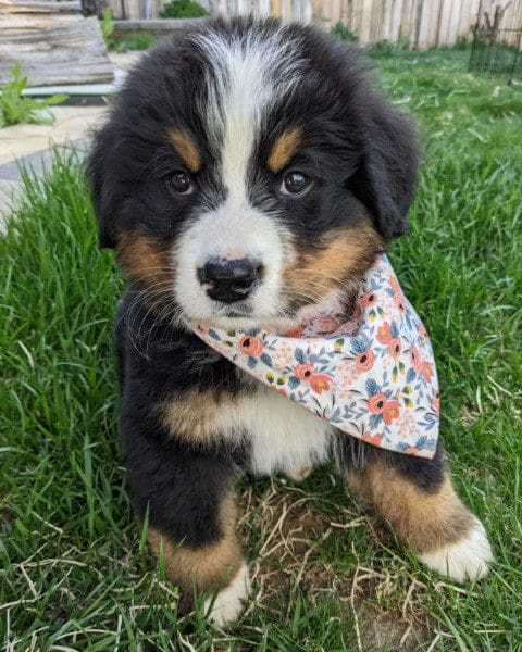 A puppy with a bandana sitting in the grass.