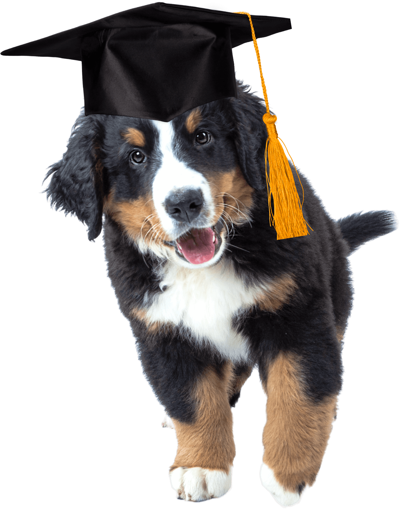 A dog wearing a graduation cap and gown.