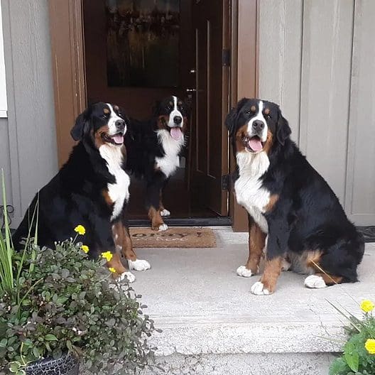 Three dogs sitting on the steps of a house.