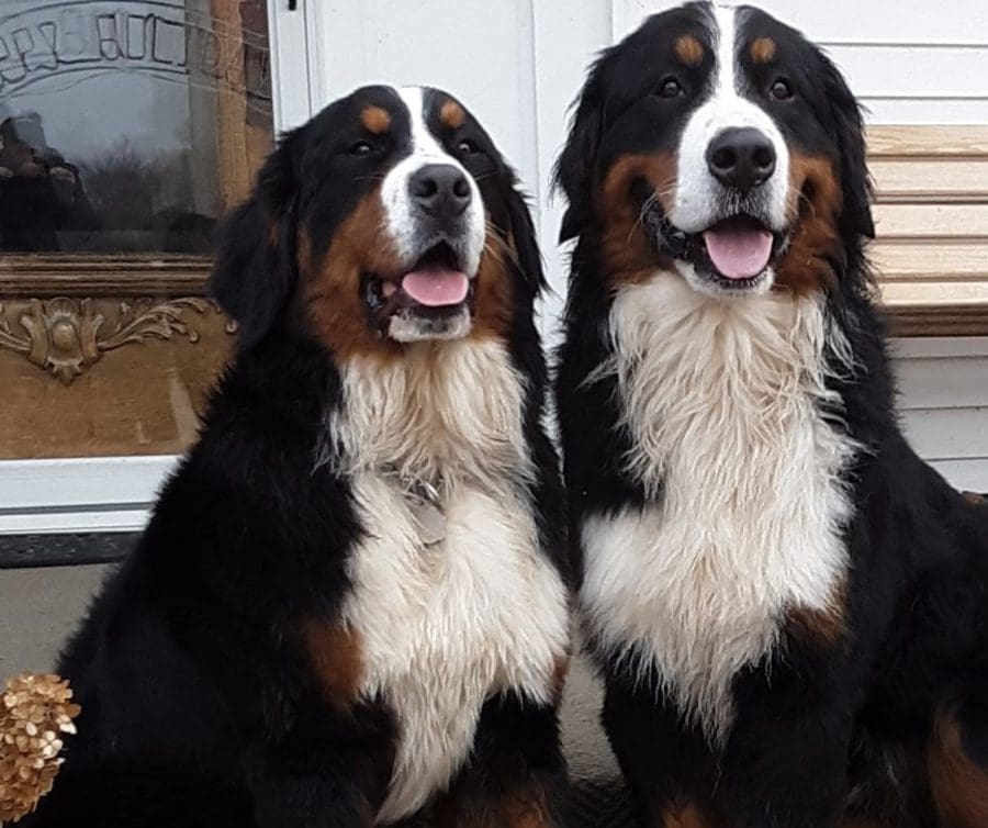Two bernese mountain dogs sitting next to each other.