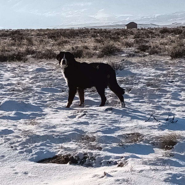 A dog standing in the snow on top of a hill.