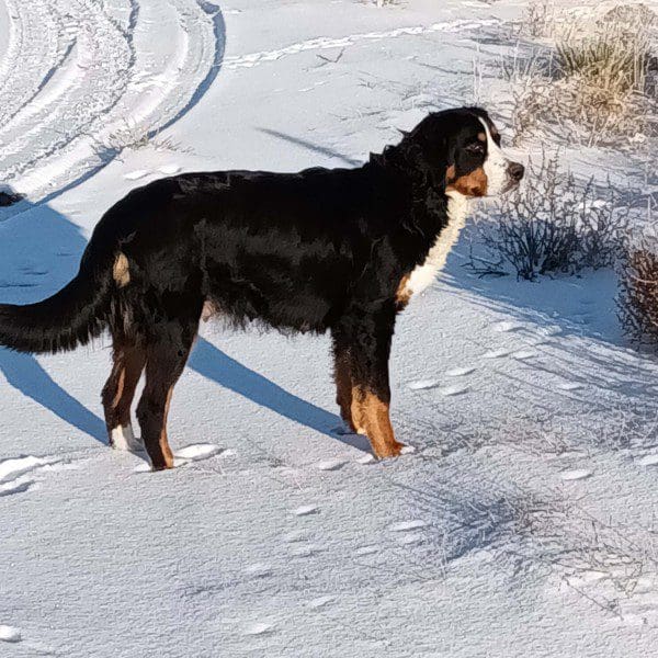 A dog standing on top of snow covered ground.
