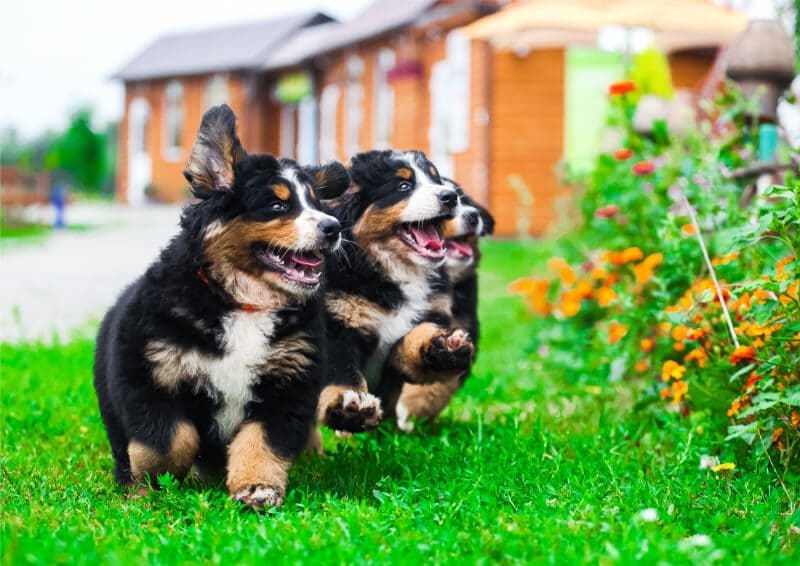 Two puppies running in the grass near a house.