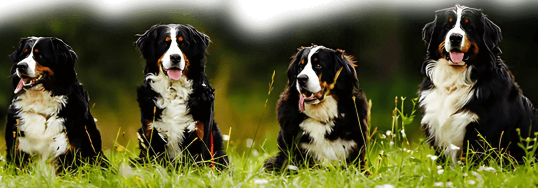 Two dogs sitting in the grass with their mouths open.