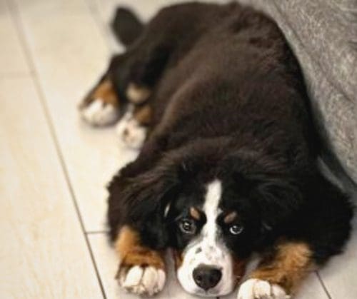 A dog laying on the floor next to a couch.