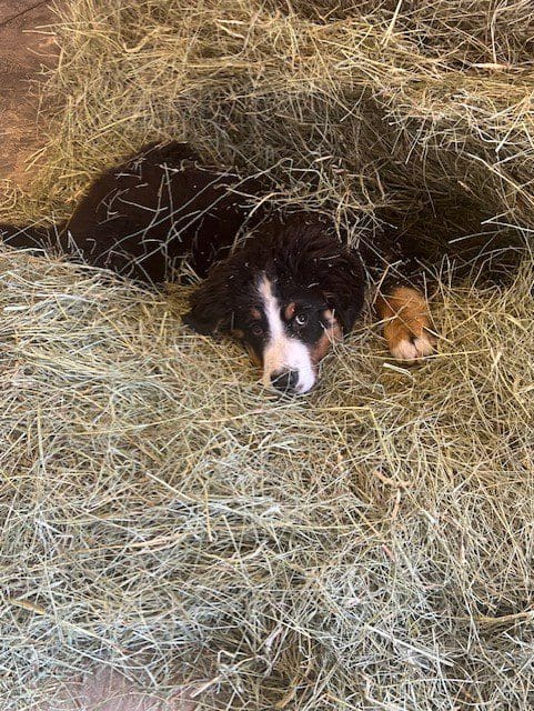 A dog and cat laying in hay on the ground.