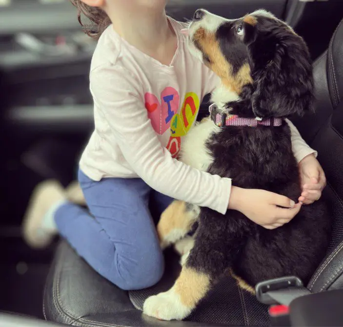 A little girl sitting in the back of a car with her dog.