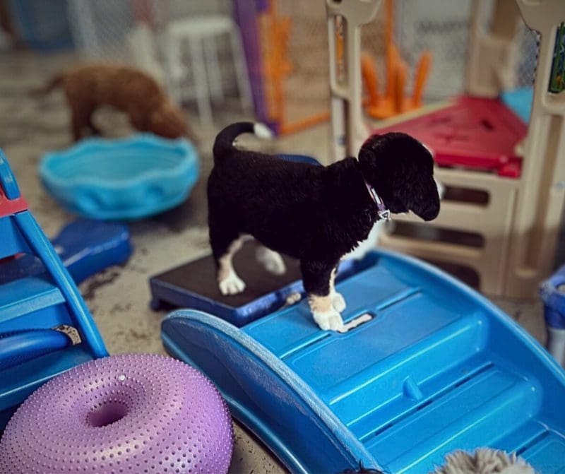 A puppy is standing on the toy ramp.