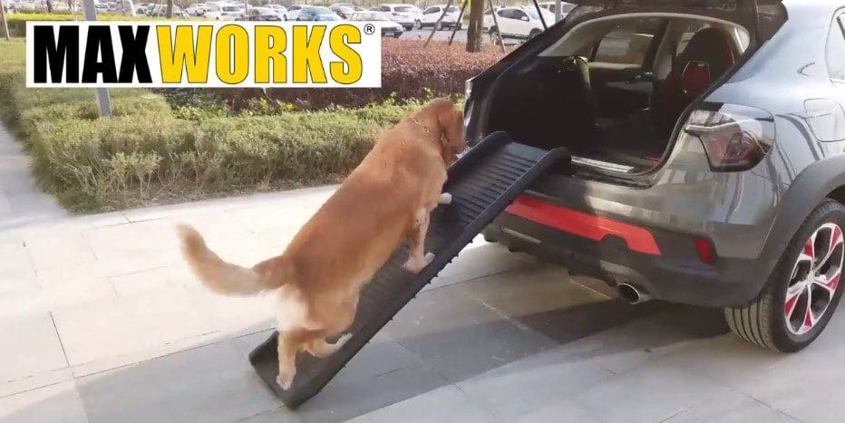 A dog is standing on the ramp of his car