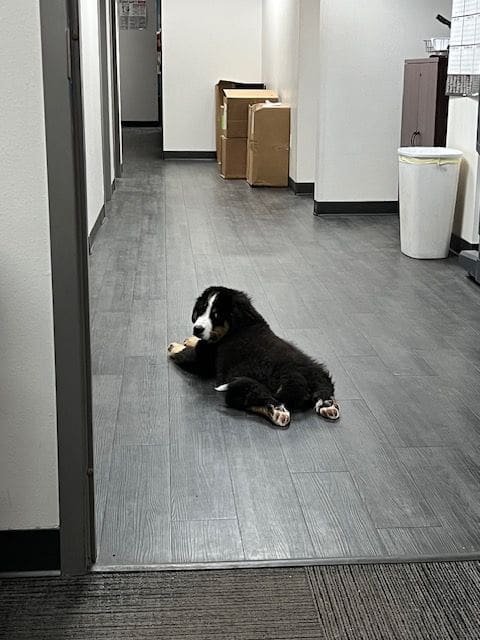 A dog laying on the floor of an office building.