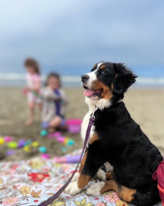 A dog sitting on the beach with two children.