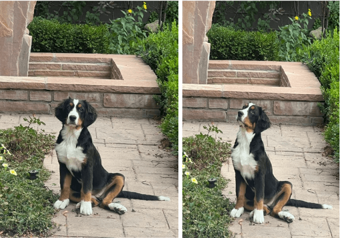 A dog sitting on the ground in front of bushes.