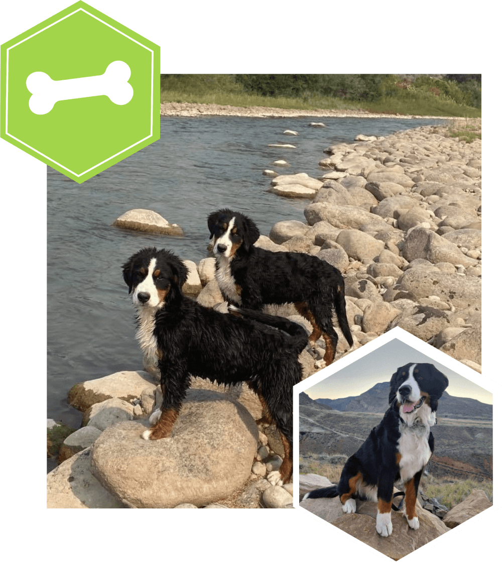 Two dogs standing on rocks near a body of water.