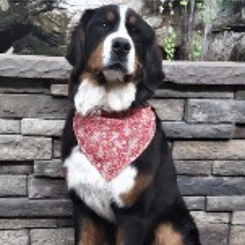 A dog with a bandana sitting on the side of a wall.