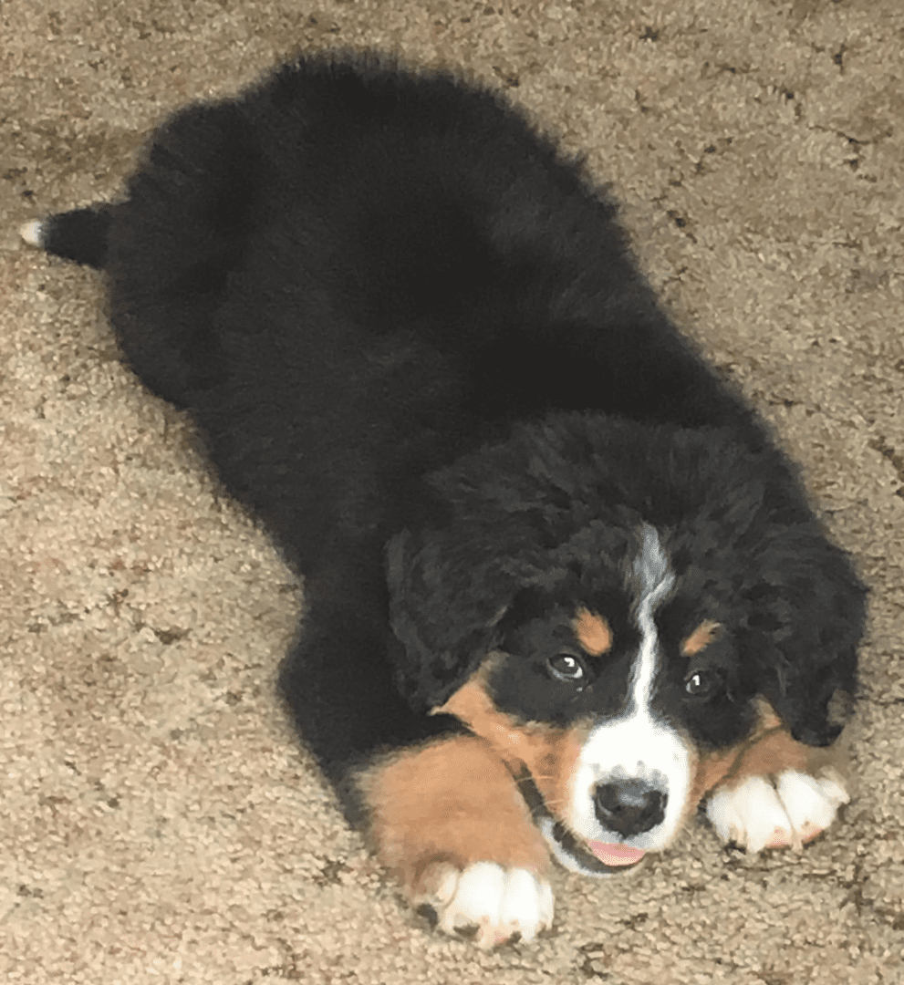 A black and brown puppy laying on the ground.