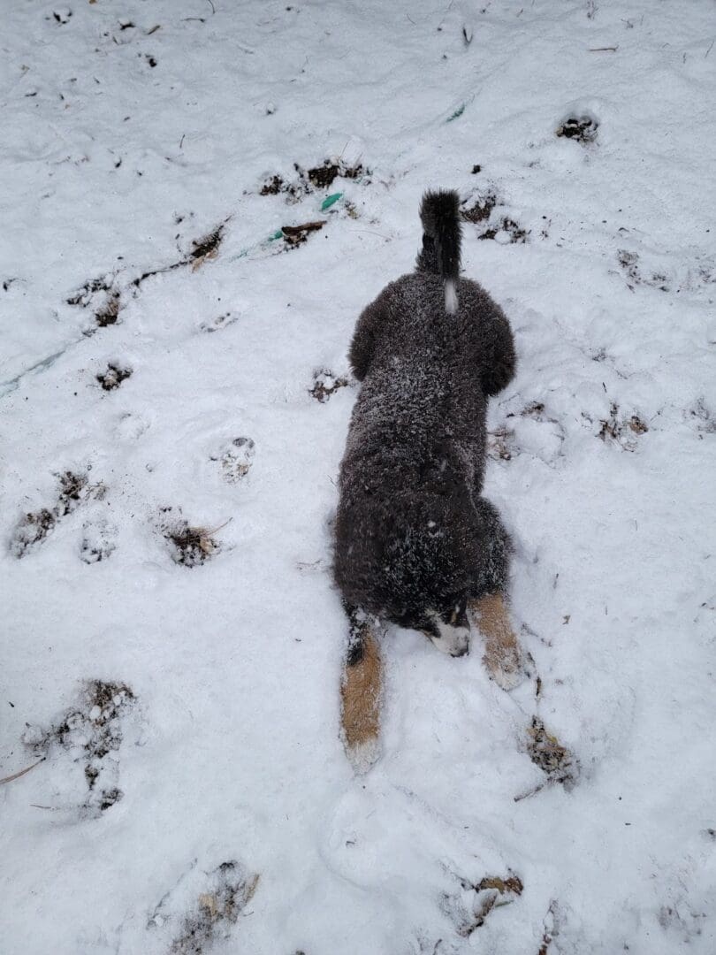 A dog is walking in the snow on its hind legs.