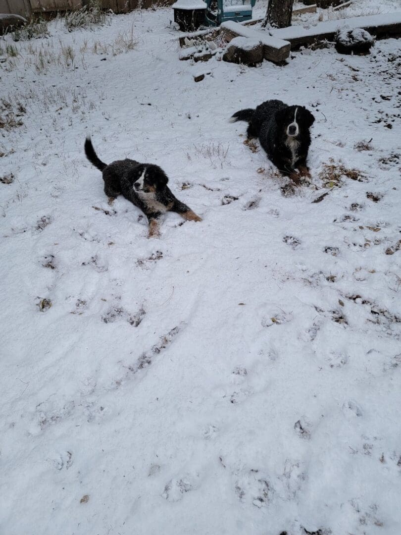 Two dogs playing in the snow on a hill.