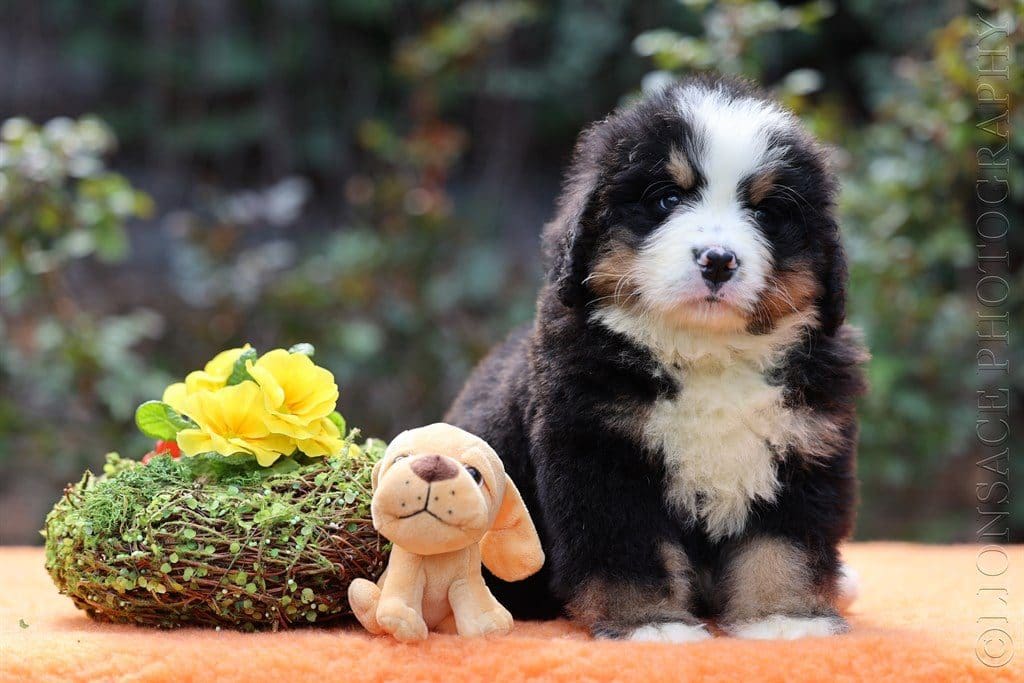 A puppy sitting next to a stuffed animal.