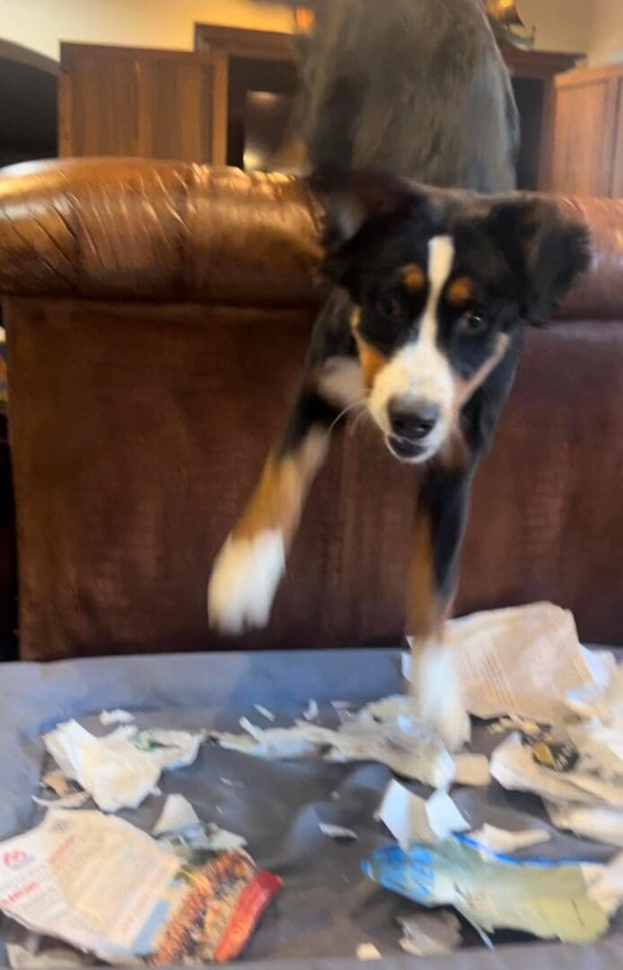 A dog jumping in the air over a pile of papers.