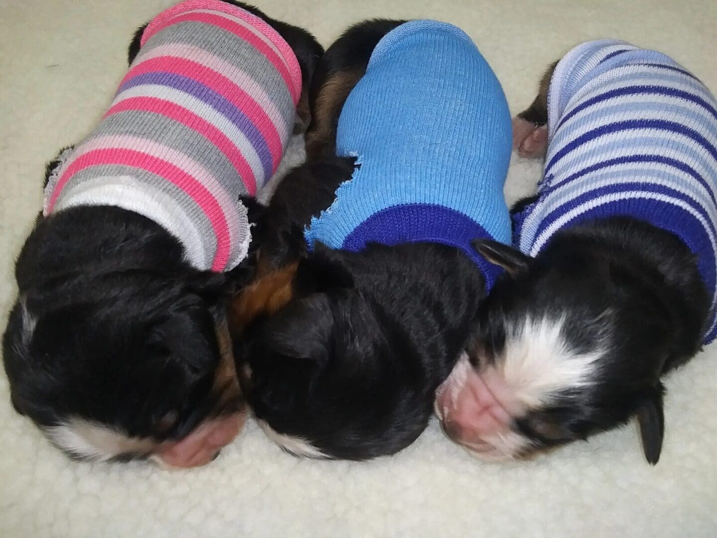 Three puppies are sleeping in their pajamas.